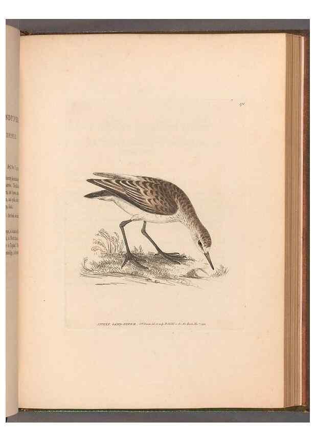 Reproducción/Reproduction 49055527617: The birds of Great Britain,. 1795-1801.. 
