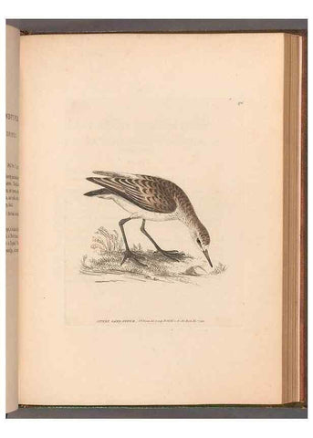Reproducción/Reproduction 49055527617: The birds of Great Britain,. 1795-1801.. 