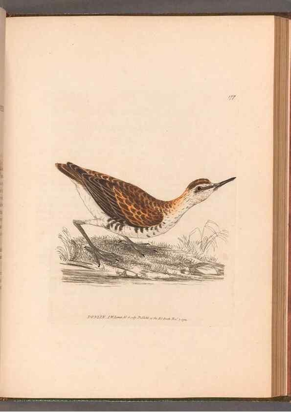 Reproducción/Reproduction 49054800008: The birds of Great Britain,. 1795-1801.. 