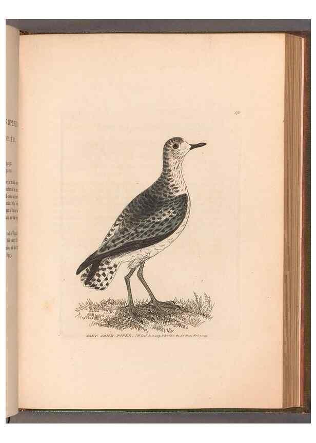 Reproducción/Reproduction 49055313741: The birds of Great Britain,. 1795-1801.. 
