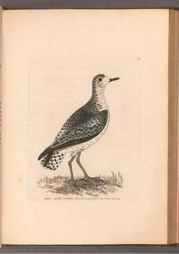 Reproducción/Reproduction 49055313741: The birds of Great Britain,. 1795-1801.. 