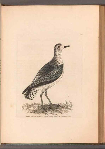 Reproducción/Reproduction 49055313741: The birds of Great Britain,. 1795-1801.. 