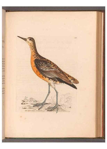 Reproducción/Reproduction 49054800263: The birds of Great Britain,. 1795-1801.. 