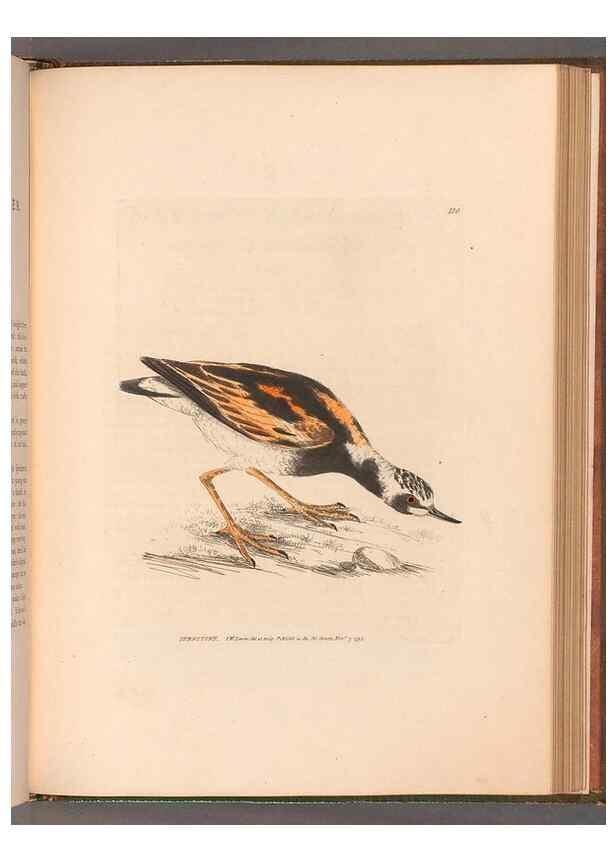 Reproducción/Reproduction 49055528707: The birds of Great Britain,. 1795-1801.. 