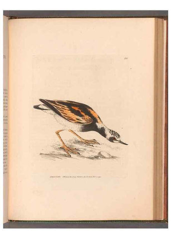 Reproducción/Reproduction 49055528707: The birds of Great Britain,. 1795-1801.. 