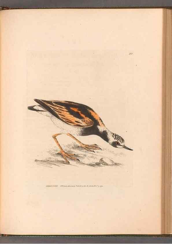 Reproducción/Reproduction 49055528707: The birds of Great Britain,. 1795-1801.. 
