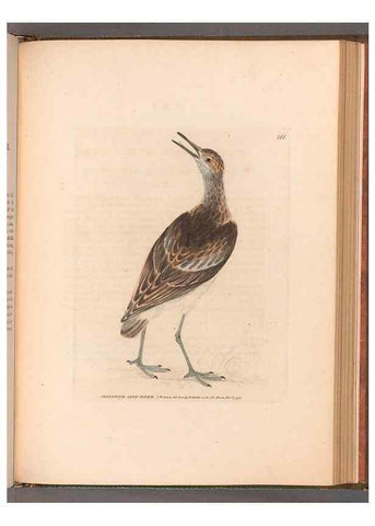 Reproducción/Reproduction 49054801118: The birds of Great Britain,. 1795-1801.. 
