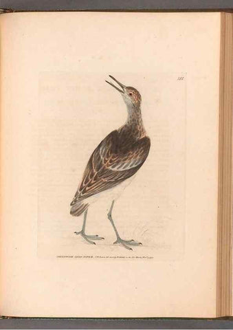 Reproducción/Reproduction 49054801118: The birds of Great Britain,. 1795-1801.. 