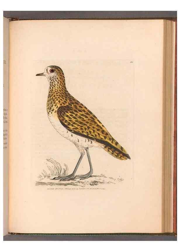 Reproducción/Reproduction 49055529337: The birds of Great Britain,. 1795-1801.. 