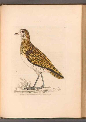 Reproducción/Reproduction 49055529337: The birds of Great Britain,. 1795-1801.. 