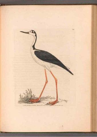 Reproducción/Reproduction 49054801648: The birds of Great Britain,. 1795-1801.. 