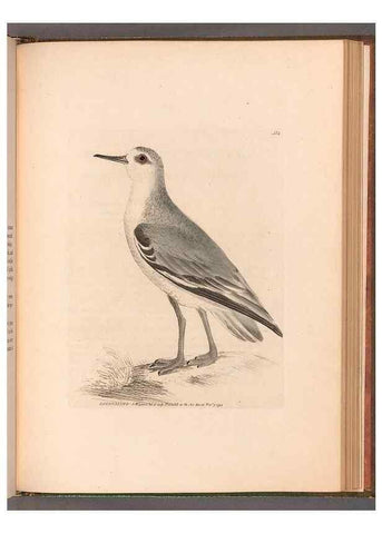 Reproducción/Reproduction 49055529877: The birds of Great Britain,. 1795-1801.. 