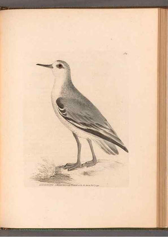 Reproducción/Reproduction 49055529877: The birds of Great Britain,. 1795-1801.. 