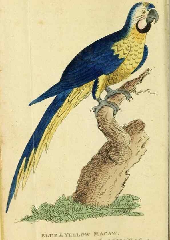 Reproducción/Reproduction 49091358381: The Naturalist's Pocket Magazine or compleat cabinet of the curiosities and beauties of nature.. London.. 
