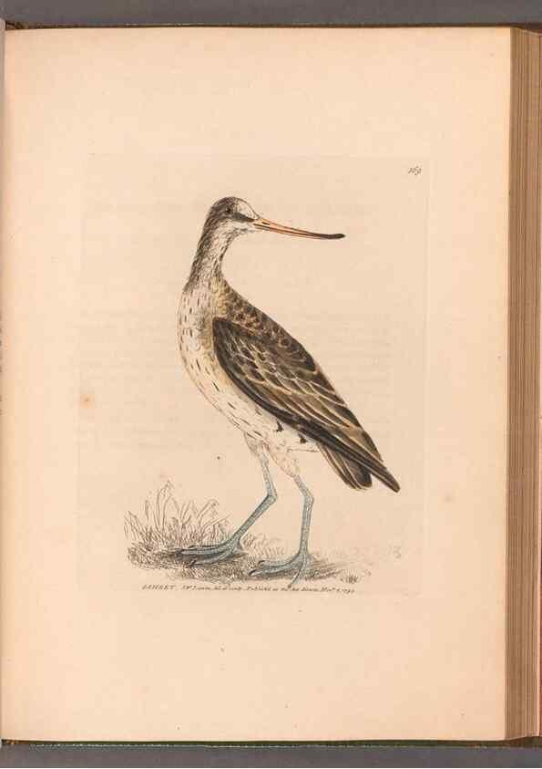 Reproducción/Reproduction 49054797858: The birds of Great Britain,. 1795-1801.. 