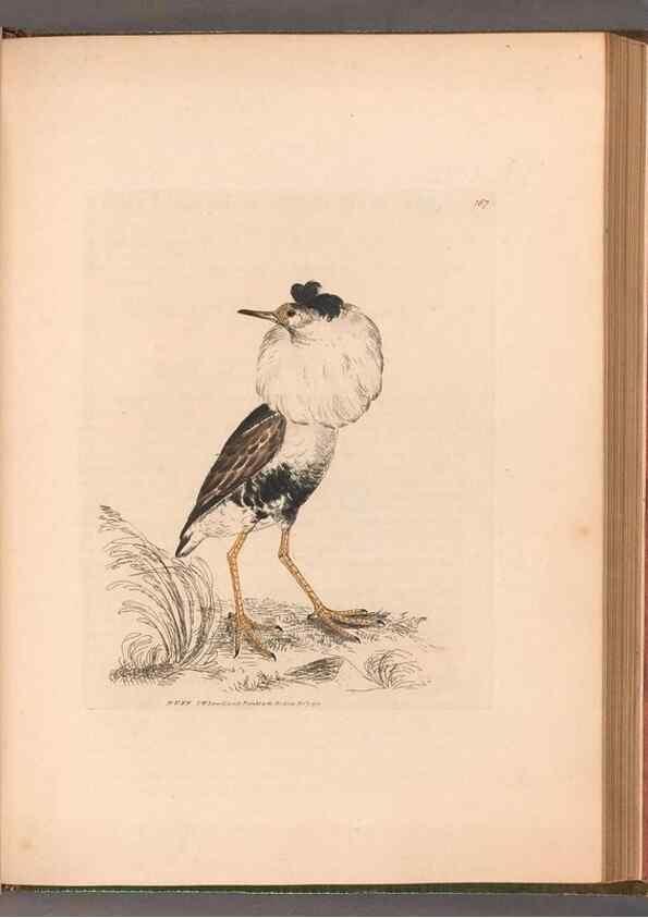 Reproducción/Reproduction 49055312846: The birds of Great Britain,. 1795-1801.. 