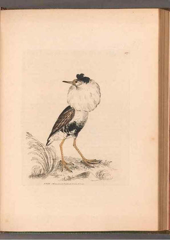 Reproducción/Reproduction 49055312846: The birds of Great Britain,. 1795-1801.. 