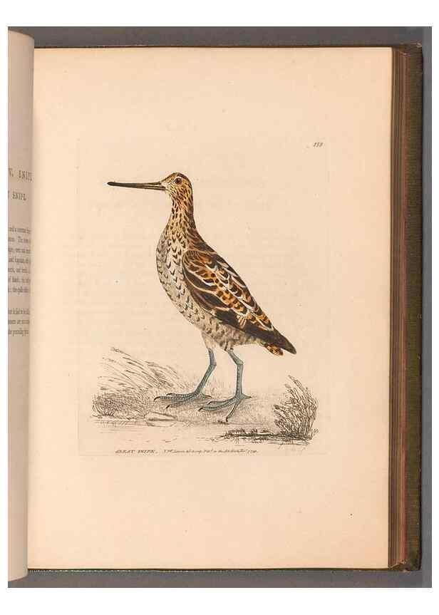 Reproducción/Reproduction 49054765873: The birds of Great Britain,. 1795-1801.. 