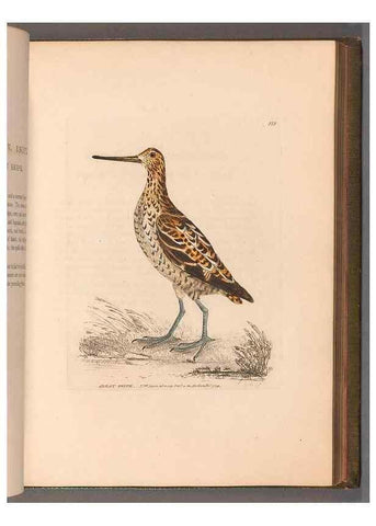 Reproducción/Reproduction 49054765873: The birds of Great Britain,. 1795-1801.. 