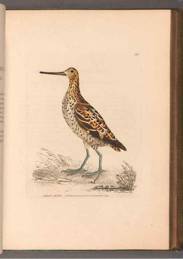 Reproducción/Reproduction 49054765873: The birds of Great Britain,. 1795-1801.. 