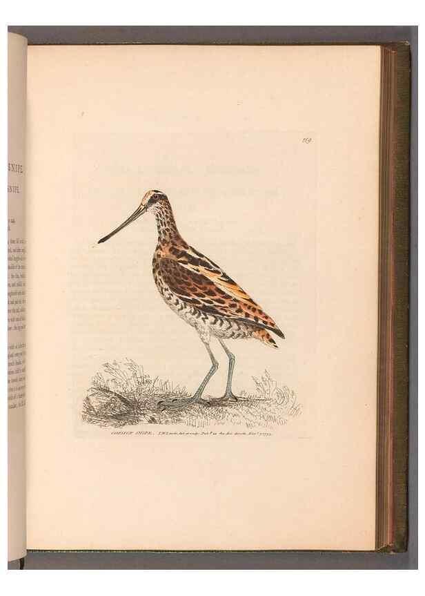 Reproducción/Reproduction 49055495062: The birds of Great Britain,. 1795-1801.. 