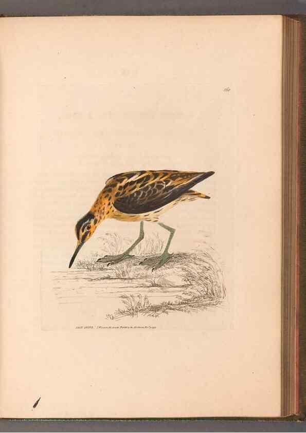 Reproducción/Reproduction 49054766368: The birds of Great Britain,. 1795-1801.. 