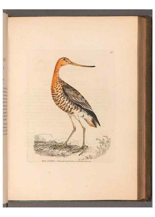 Reproducción/Reproduction 49055495582: The birds of Great Britain,. 1795-1801.. 