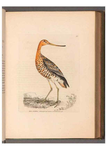 Reproducción/Reproduction 49055495582: The birds of Great Britain,. 1795-1801.. 
