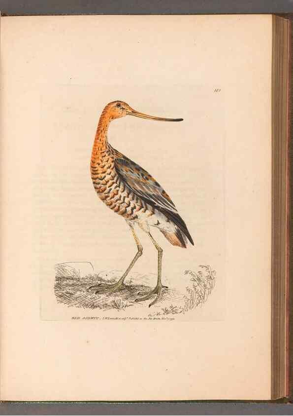 Reproducción/Reproduction 49055495582: The birds of Great Britain,. 1795-1801.. 