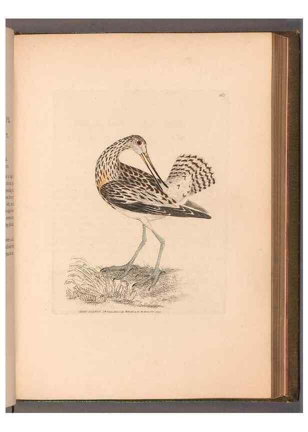 Reproducción/Reproduction 49054766913: The birds of Great Britain,. 1795-1801.. 