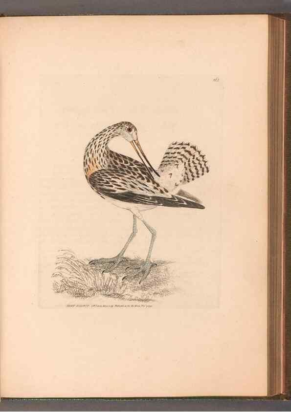 Reproducción/Reproduction 49054766913: The birds of Great Britain,. 1795-1801.. 