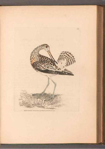 Reproducción/Reproduction 49054766913: The birds of Great Britain,. 1795-1801.. 