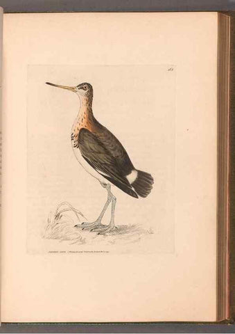 Reproducción/Reproduction 49054767228: The birds of Great Britain,. 1795-1801.. 
