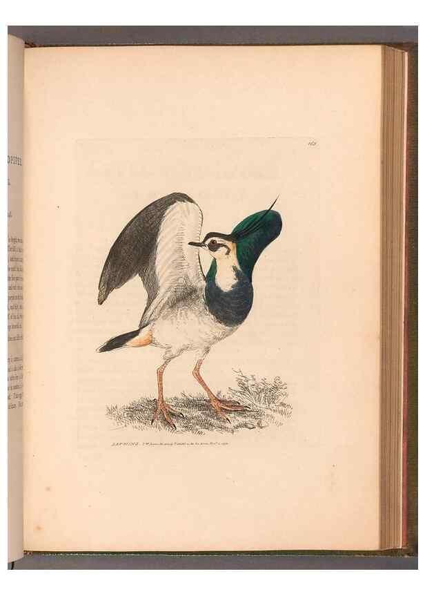 Reproducción/Reproduction 49054797613: The birds of Great Britain,. 1795-1801.. 