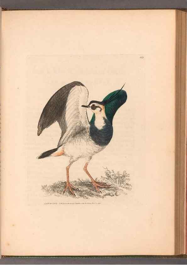 Reproducción/Reproduction 49054797613: The birds of Great Britain,. 1795-1801.. 