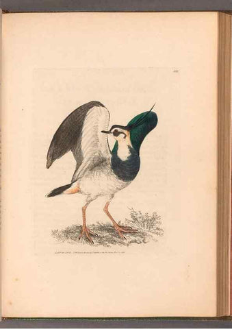 Reproducción/Reproduction 49054797613: The birds of Great Britain,. 1795-1801.. 