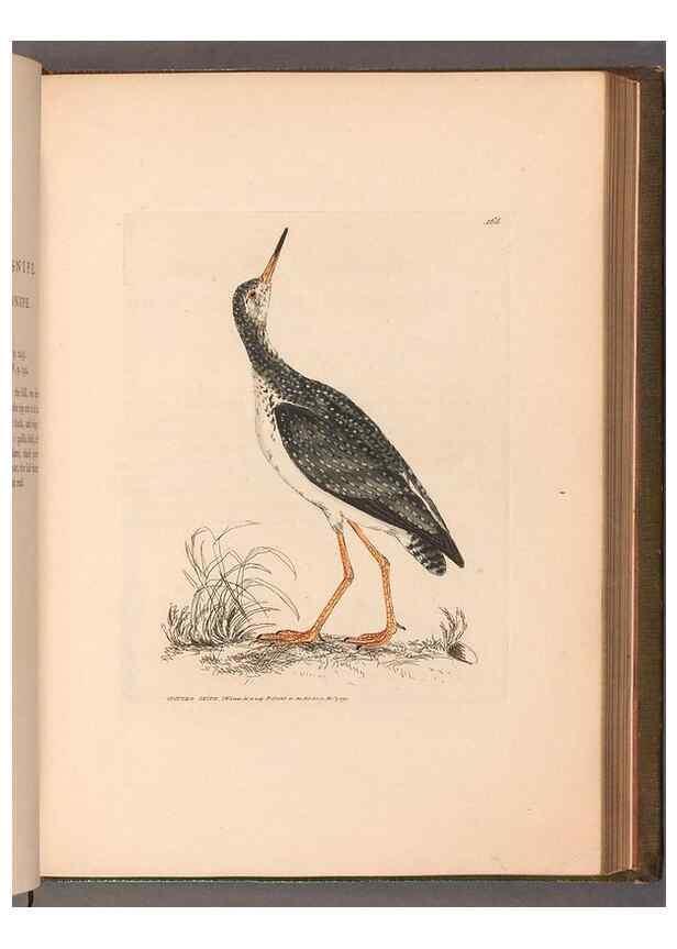 Reproducción/Reproduction 49054767673: The birds of Great Britain,. 1795-1801.. 