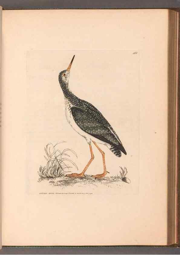 Reproducción/Reproduction 49054767673: The birds of Great Britain,. 1795-1801.. 