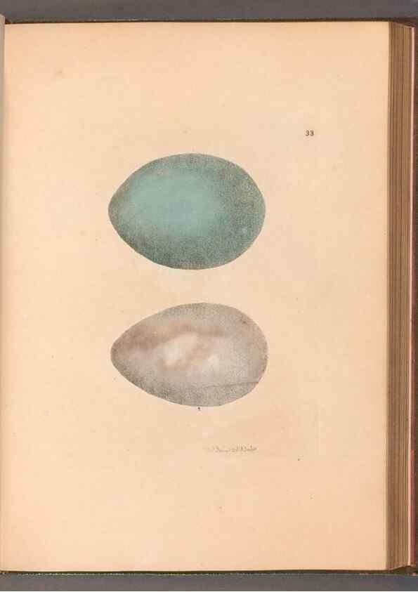 Reproducción/Reproduction 49055498127: The birds of Great Britain,. 1795-1801.. 
