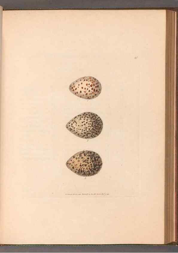 Reproducción/Reproduction 49054769708: The birds of Great Britain,. 1795-1801.. 