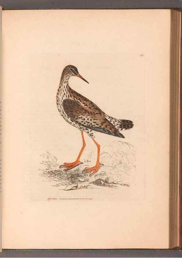 Reproducción/Reproduction 49055496992: The birds of Great Britain,. 1795-1801.. 