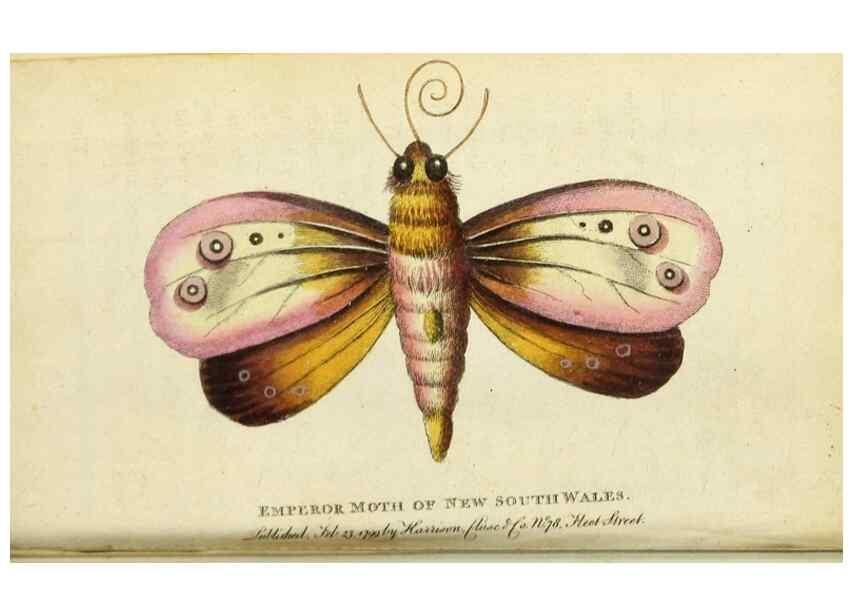 Reproducción/Reproduction 49091358636: The Naturalist's Pocket Magazine or compleat cabinet of the curiosities and beauties of nature.. London.. 