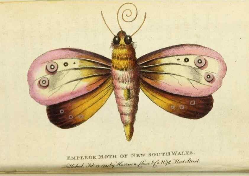 Reproducción/Reproduction 49091358636: The Naturalist's Pocket Magazine or compleat cabinet of the curiosities and beauties of nature.. London.. 