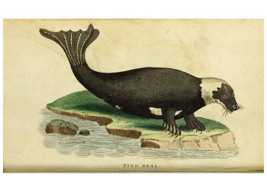 Reproducción/Reproduction 49091358926: The Naturalist's Pocket Magazine or compleat cabinet of the curiosities and beauties of nature.. London.. 