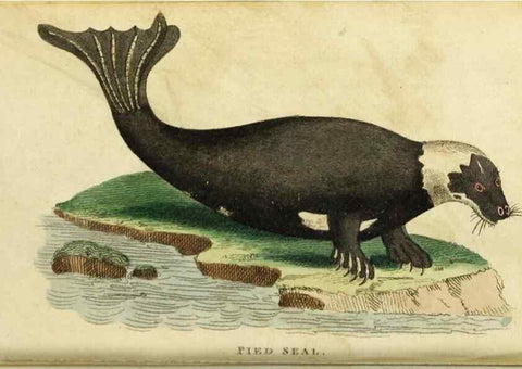 Reproducción/Reproduction 49091358926: The Naturalist's Pocket Magazine or compleat cabinet of the curiosities and beauties of nature.. London.. 