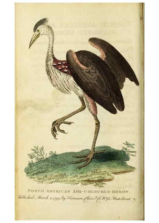 Reproducción/Reproduction 49090847638: The Naturalist's Pocket Magazine or compleat cabinet of the curiosities and beauties of nature.. London.. 