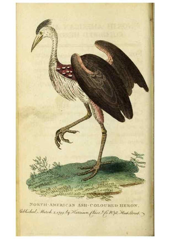 Reproducción/Reproduction 49090847638: The Naturalist's Pocket Magazine or compleat cabinet of the curiosities and beauties of nature.. London.. 