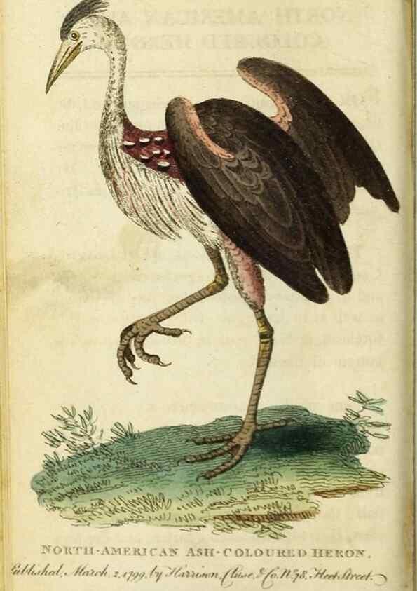 Reproducción/Reproduction 49090847638: The Naturalist's Pocket Magazine or compleat cabinet of the curiosities and beauties of nature.. London.. 