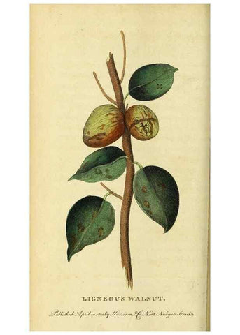 Reproducción/Reproduction 49122395501: The Naturalist's Pocket Magazine or compleat cabinet of the curiosities and beauties of nature.. London.. 