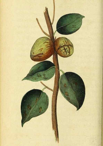 Reproducción/Reproduction 49122395501: The Naturalist's Pocket Magazine or compleat cabinet of the curiosities and beauties of nature.. London.. 